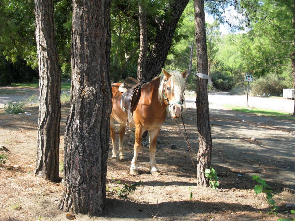 Oranj Ranch Hotel Kemer Bagian luar foto
